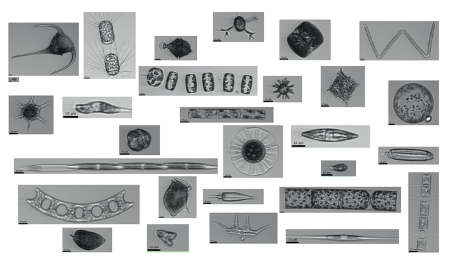 A microscope image of various morphologies of plankton